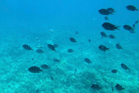 Hurghada: Royal Seascope ubåtskryssning med snorkelstopp