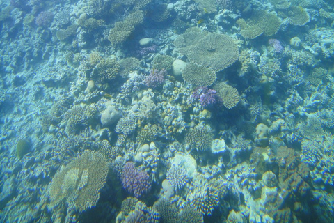 Royal Seascope Submarine Sharm