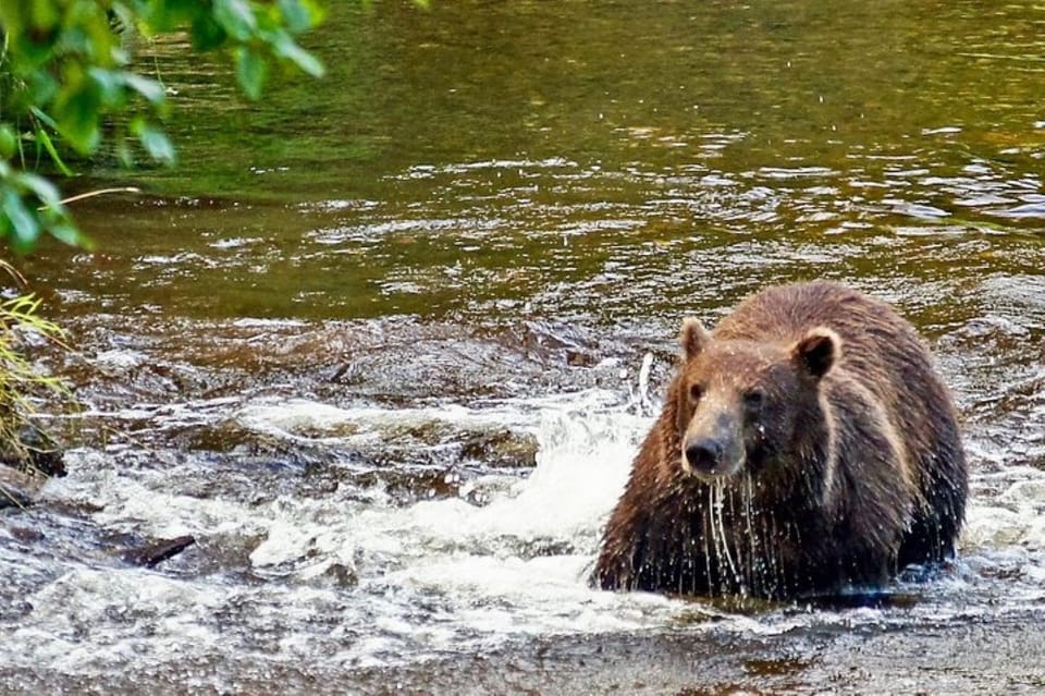Hoonah Chichagof Island Brown Bear Search GetYourGuide