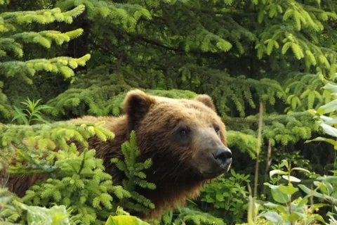 Hoonah Búsqueda de osos pardos en la isla de Chichagof