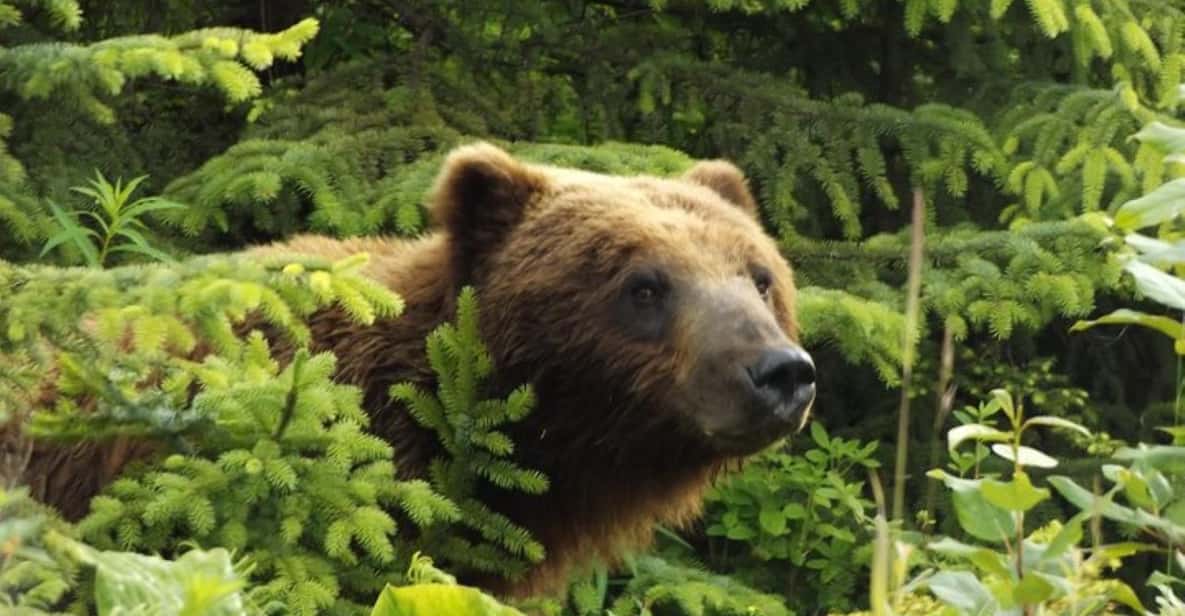 Hoonah Chichagof Island Brown Bear Search GetYourGuide