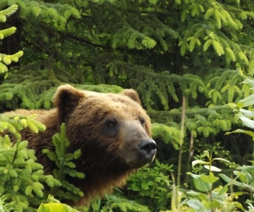 Hoonah: Chichagof Island Brown Bear Search