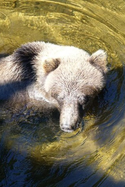 Hoonah Chichagof Island Brown Bear Search GetYourGuide