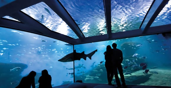 Palma: Palma Aquarium Ticket mit Transferservice