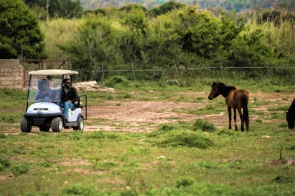 Alghero: Golfwagen mieten im Naturpark Porto Conte