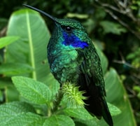 Monteverde, Guided Tour in Monteverde Cloud Forest - Housity