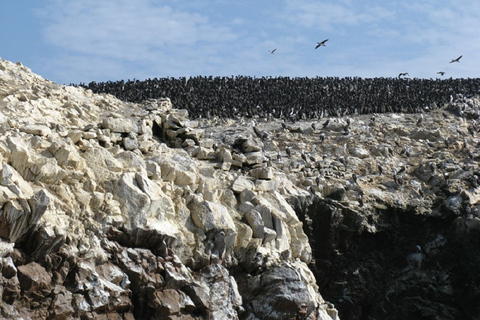 Z portu San Martin: wycieczka na wyspy Ballestas w ParacasWycieczka na wyspy Ballestas z Puerto San Martin