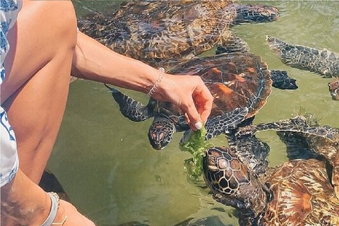 Zanzibar: Tour dell&#039;acquario delle tartarughe Baraka con trasferimenti dall&#039;hotelZanzibar: Tour dell&#039;acquario delle tartarughe di Nungwi con trasferimenti dall&#039;hotel