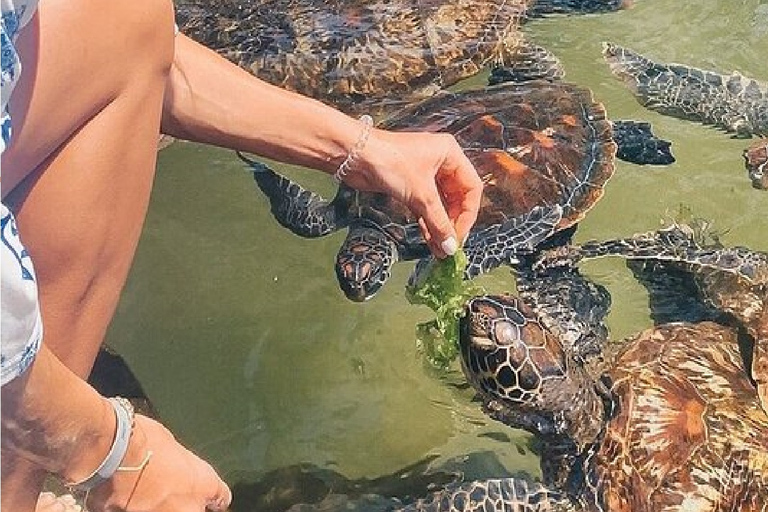 Zanzibar: Tour dell&#039;acquario delle tartarughe Baraka con trasferimenti dall&#039;hotelZanzibar: Tour dell&#039;acquario delle tartarughe di Nungwi con trasferimenti dall&#039;hotel