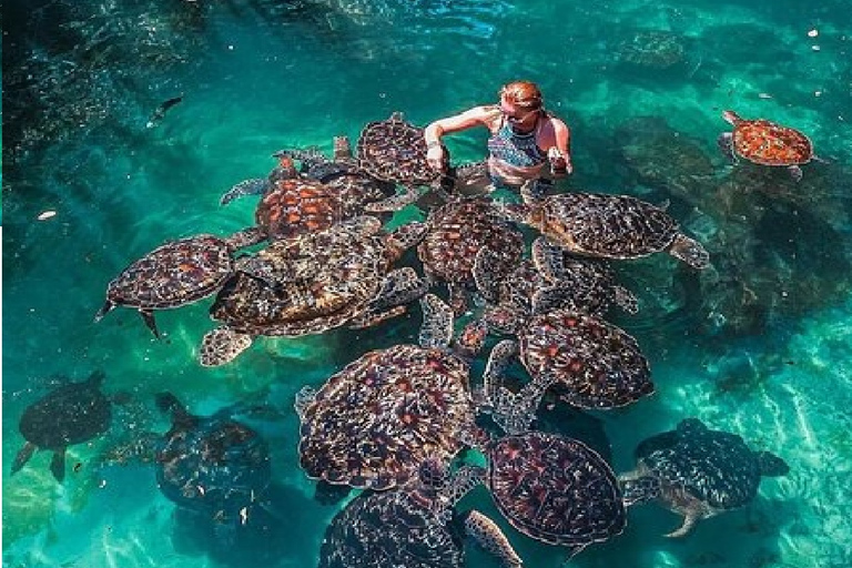 Zanzibar: Tour dell&#039;acquario delle tartarughe Baraka con trasferimenti dall&#039;hotelZanzibar: Tour dell&#039;acquario delle tartarughe di Nungwi con trasferimenti dall&#039;hotel