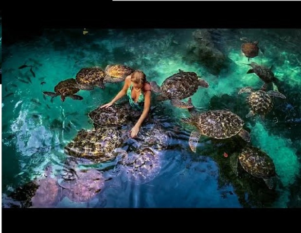 Visit Zanzibar Baraka Turtle Aquarium Tour with Hotel Transfers in Zanzibar, Tanzania