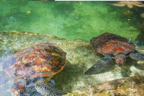 Zanzibar: Tour dell&#039;acquario delle tartarughe Baraka con trasferimenti dall&#039;hotelZanzibar: Tour dell&#039;acquario delle tartarughe di Nungwi con trasferimenti dall&#039;hotel