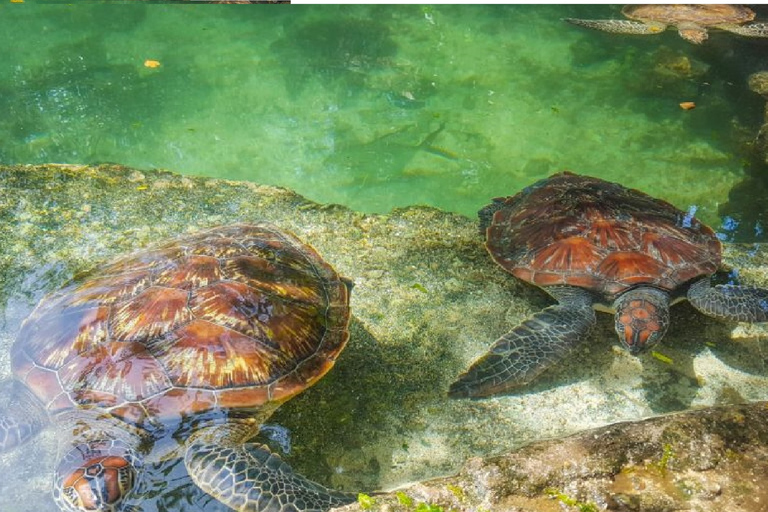 Zanzibar: Tour dell&#039;acquario delle tartarughe Baraka con trasferimenti dall&#039;hotelZanzibar: Tour dell&#039;acquario delle tartarughe di Nungwi con trasferimenti dall&#039;hotel