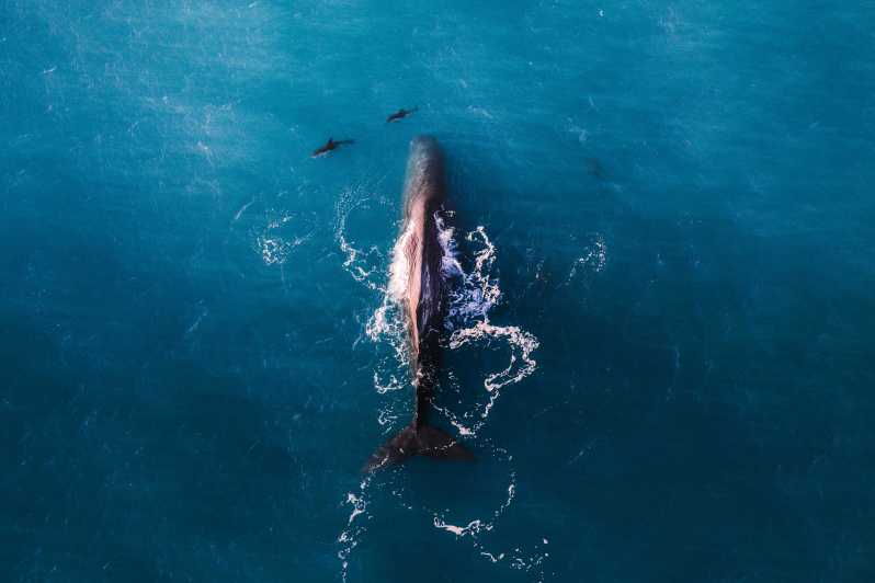Kaikoura: Premier Extended Whale Watching by Air