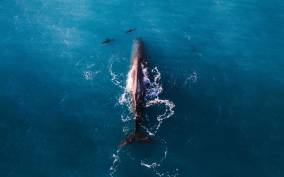 Kaikoura: Premium Whale Watching Flight