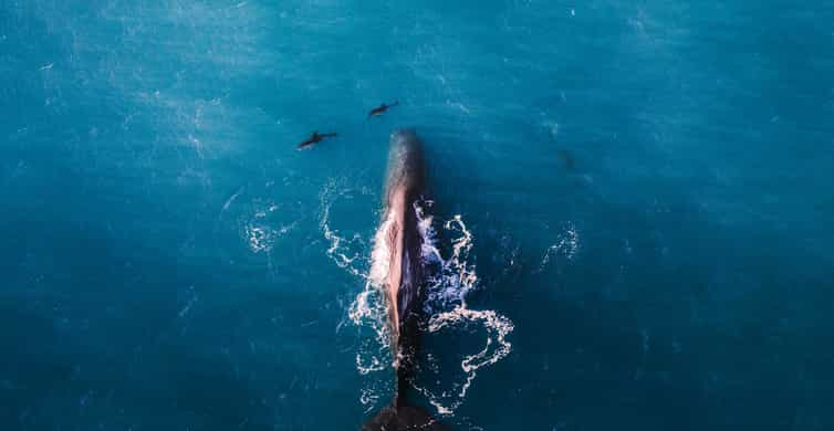 Kaikoura: Premium Whale Watching Flight