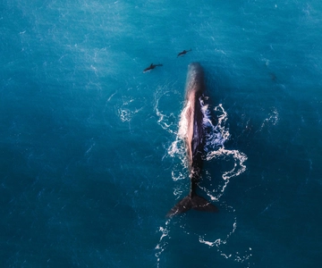 Kaikoura: Eerste walvissafari vlucht
