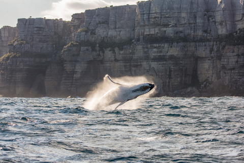 Sydney : Croisière observation des baleines d'exploration