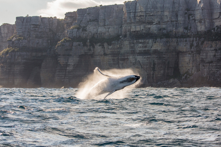 Sydney : Croisière observation des baleines d'exploration