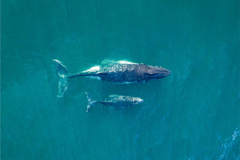Sydney : Croisière observation des baleines d'exploration
