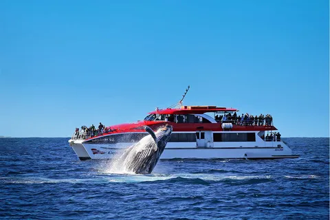 Sydney - en kryssning Kryssning för valskådning