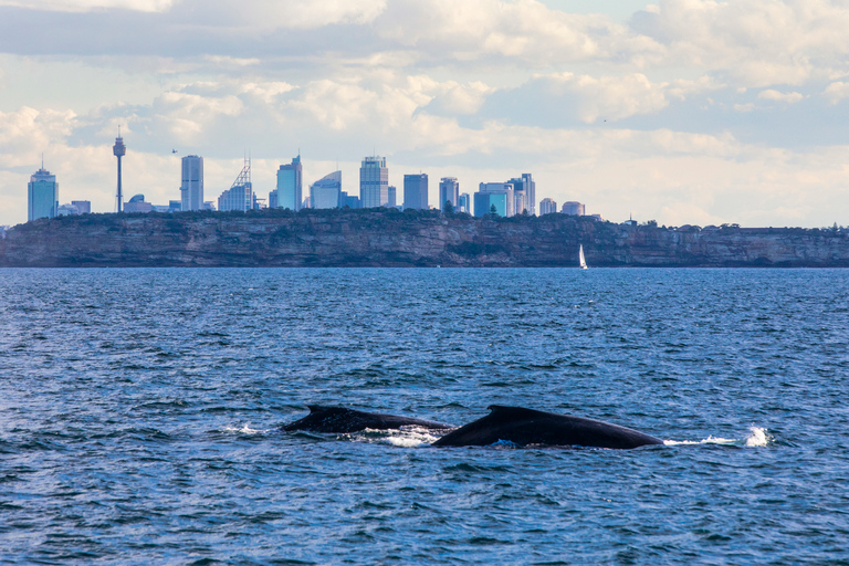 Sydney : Croisière observation des baleines d'exploration