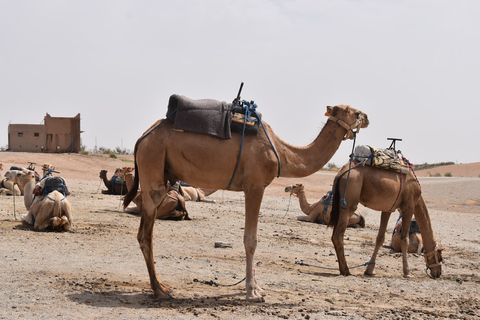 Marrakech: Upplevelse av kamelridning i Agafay-öknenMarrakech: Kamelritt i solnedgången