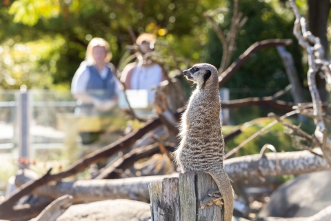 Christchurch: Ticket für den Orana Wildlife Park