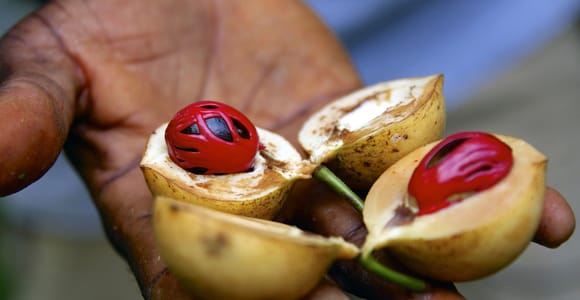 Spice Tour and Jozani Forest