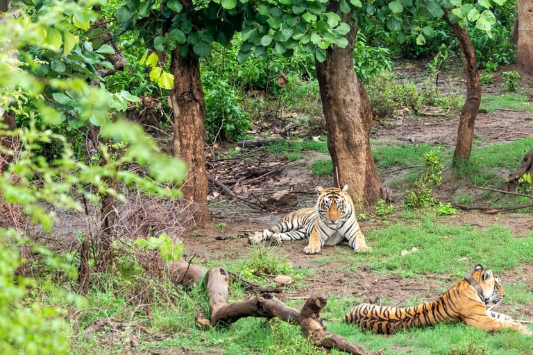 Au départ de New Delhi : excursion privée de 3 jours dans la réserve de tigres de SariskaForfait touristique de Delhi à Sariska