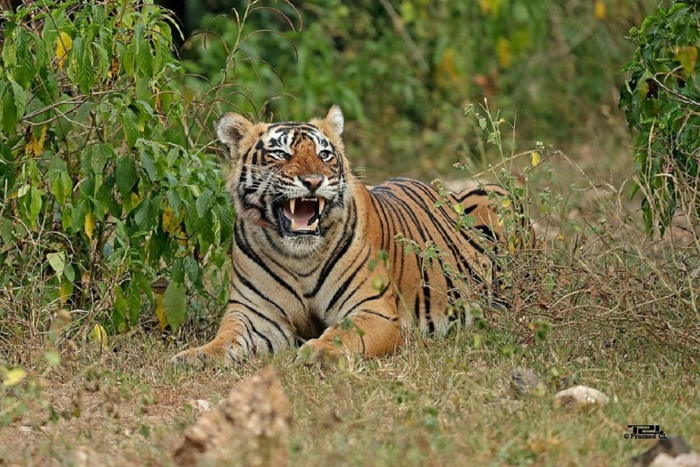 Vanuit New Delhi: 3-daagse privétocht in het Sariska tijgerreservaatDelhi naar Sariska Tour-pakket
