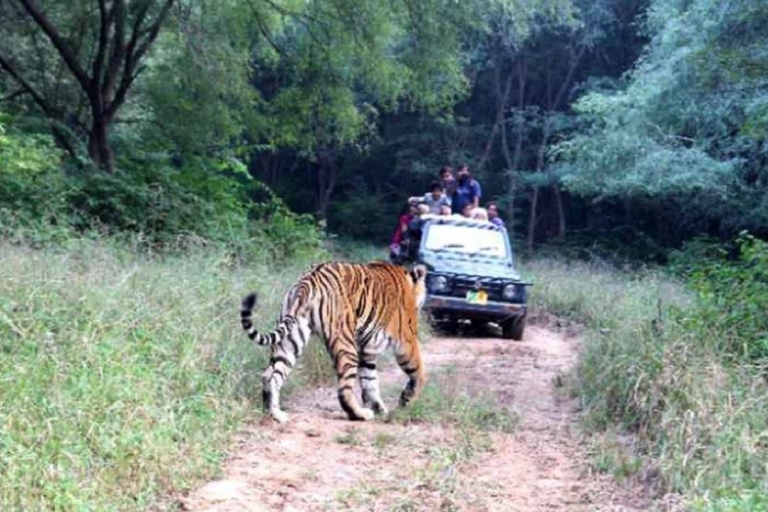 Au départ de New Delhi : excursion privée de 3 jours dans la réserve de tigres de SariskaForfait touristique de Delhi à Sariska