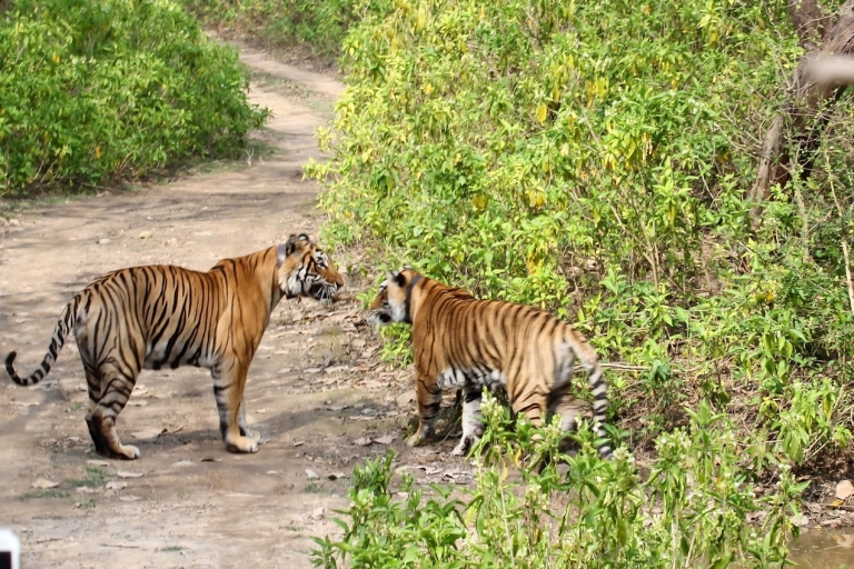 Vanuit New Delhi: 3-daagse privétocht in het Sariska tijgerreservaatDelhi naar Sariska Tour-pakket