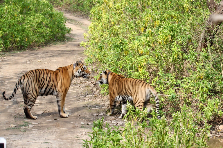 Vanuit New Delhi: 3-daagse privétocht in het Sariska tijgerreservaatDelhi naar Sariska Tour-pakket