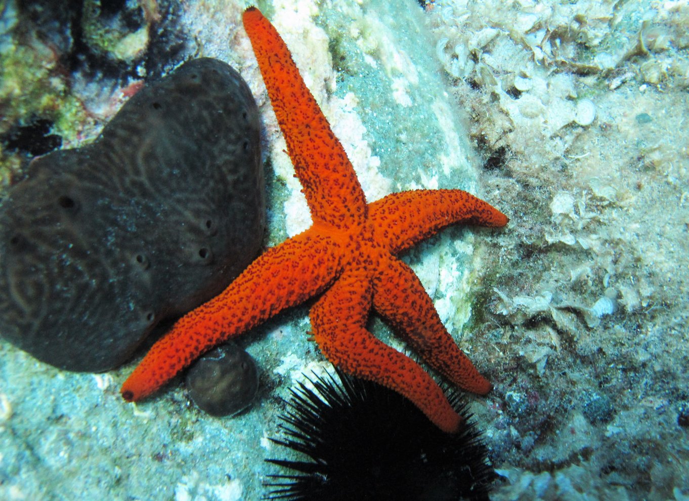 Halkidiki-Kassandra: Dykning for begyndere