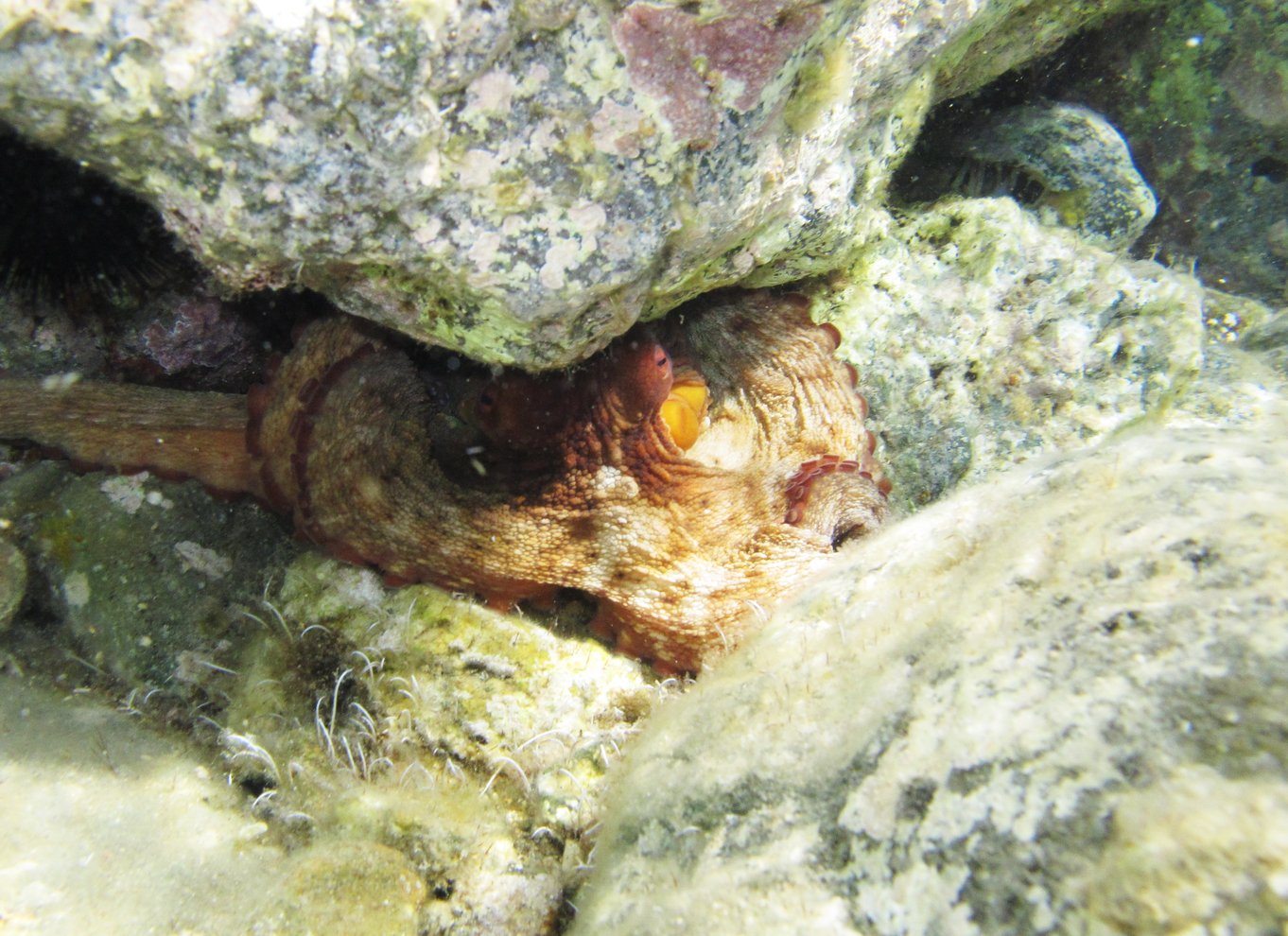Halkidiki-Kassandra: Dykning for begyndere