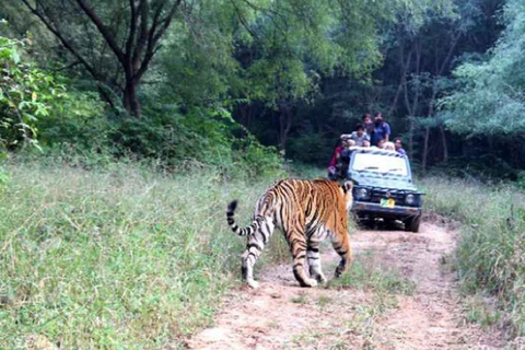 From Delhi: Delhi Ranthambore 3 Days Tour