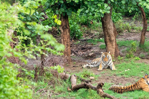 From Delhi: Delhi Ranthambore 3 Days Tour