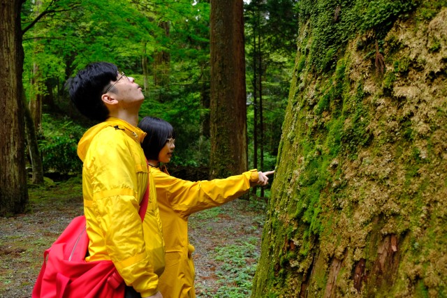 Visit Fm Odawara Forest bathing and onsen with healing power in Hakone, Kanagawa, Japan