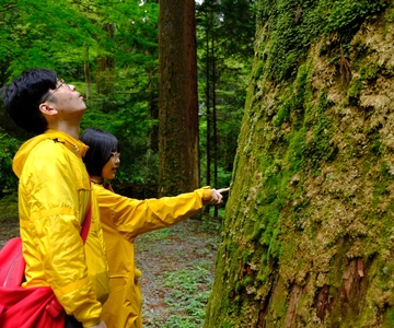Fm Odawara: Banho na floresta e onsen com poder de cura