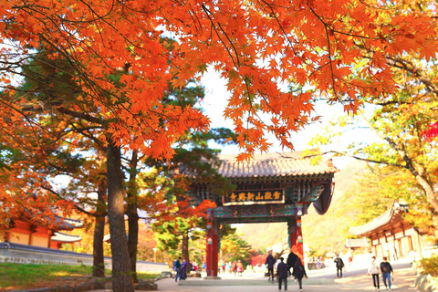 Seoraksan Day Tour with Nami Island or Sinheungsa Temple Group tour from Hongik University with Sinheung Temple