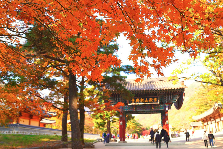 Seoraksan Day Tour with Nami Island or Sinheungsa Temple Group tour from Hongik University with Sinheung Temple