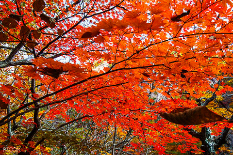 Seoraksan Day Tour with Nami Island or Sinheungsa Temple Group tour from Hongik University with Sinheung Temple