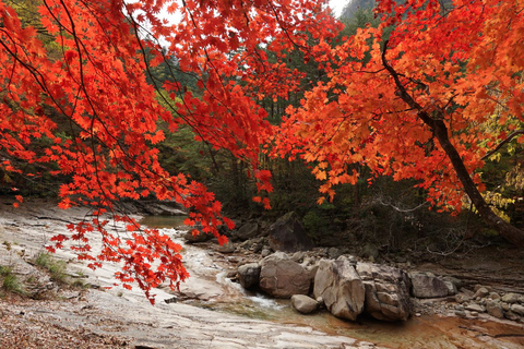 Seoraksan Day Tour with Nami Island or Sinheungsa Temple Group tour from Hongik University with Sinheung Temple