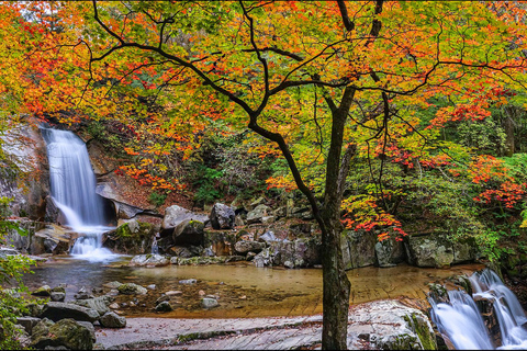 Seoraksan Day Tour with Nami Island or Sinheungsa Temple Group tour from Hongik University with Sinheung Temple
