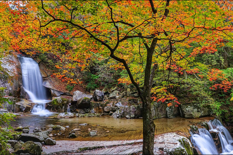 Seoraksan Day Tour with Nami Island or Sinheungsa Temple Group tour from Hongik University with Sinheung Temple