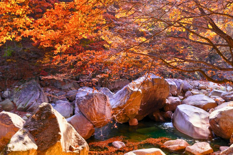 Seoraksan Day Tour with Nami Island or Sinheungsa Temple Group tour from Hongik University with Sinheung Temple