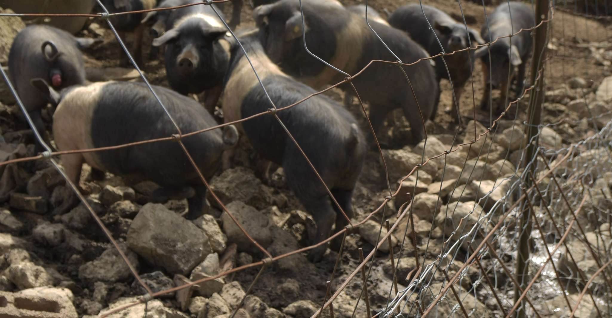 Siena - Discover a real Cinta Senese pig farm - Housity