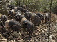 Siena - Discover a real Cinta Senese pig farm - Housity