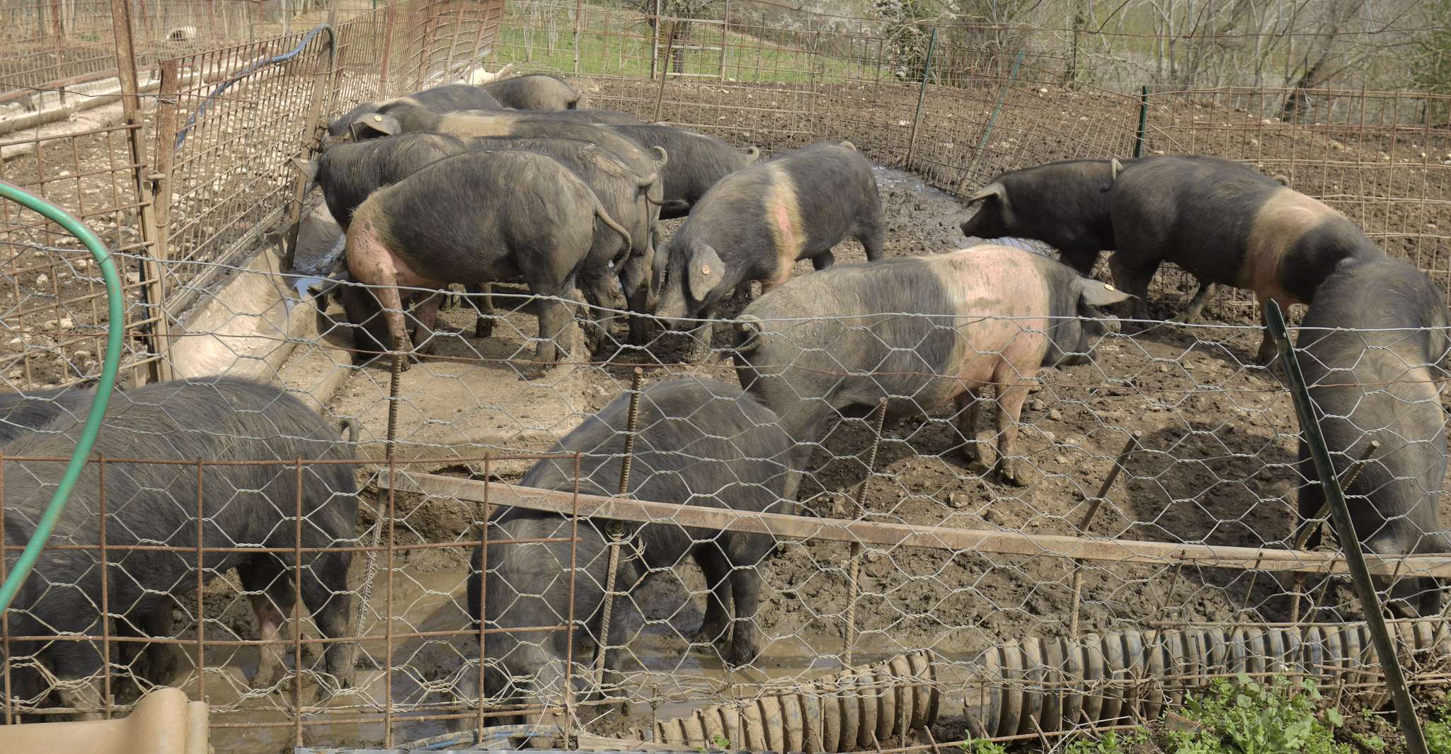 Siena - Discover a real Cinta Senese pig farm - Housity